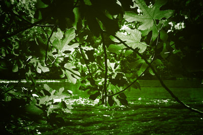 Le conseil de la saison: Tailler les arbres