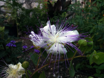 F.E.V. On aime la nature!